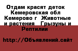 Отдам красят деток - Кемеровская обл., Кемерово г. Животные и растения » Грызуны и Рептилии   